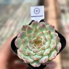 Top【選抜株】多肉植物　363926ムーン ベール　80個　鉢無し/脱土 Top【選抜株】多肉植物 363926ムーン ベール 80個 鉢無し/脱土 - メルカリ