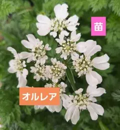 チビ花様 リクエスト 4点 まとめ商品