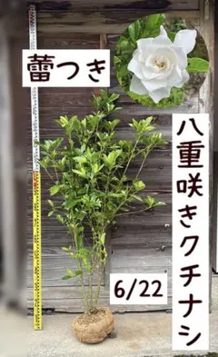 超逸品。常緑ヤマボウシ大株立ち ホンコンエンシス1.4M(鉢底から)品番C