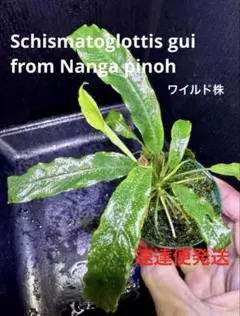 2026年最新】Schismatoglottisの人気アイテム - メルカリ
