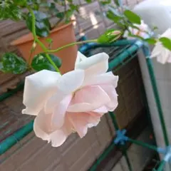 페일 핑크 바인 로즈