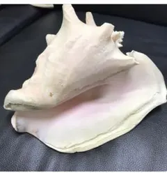 最終値下げクイーン コンク シェル 置物 貝殻