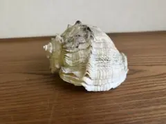 貝殻　置物