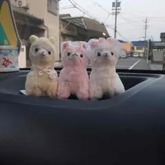 可愛い☆アルパカ三兄弟♪