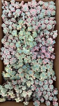 BY1031 ロココ 50株 抜き苗 多肉植物 エケベリア 韓国苗 - メルカリ
