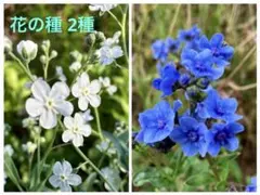 花の種 2種 オンファロデス＆シノグロッサムの種