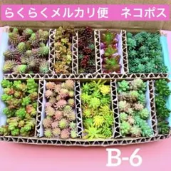 多肉植物　セダム　10種セット　カット苗　詰め合せ　B-6
