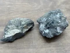 大型イノセラムス化石 北海道 7000万年前 2個セットのサムネイル
