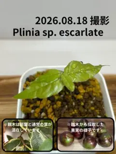 797〓Plinia sp.cambuca-roxo ジャボチカバ 3年生苗 - メルカリ