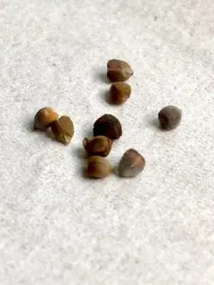 自家採取】ユーフォルビア リグノーサ 種子3粒 A - メルカリ