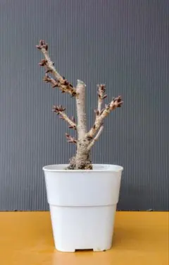 masaru_37様 リクエスト 2点 まとめ商品