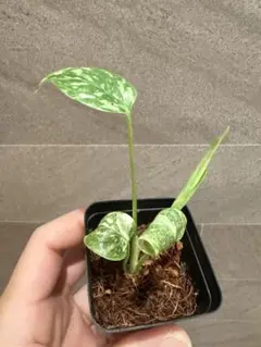 kei様 リクエスト 2点 まとめ商品