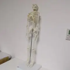 アナトミー（人体模型）フィギュア 女性 Ver.1 Anatomytools - メルカリ