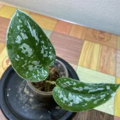 2026年最新】スキンダプサスの人気アイテム - メルカリ