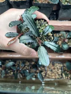 Bucephalandra sp. Aurora KN便 水上葉 - メルカリ