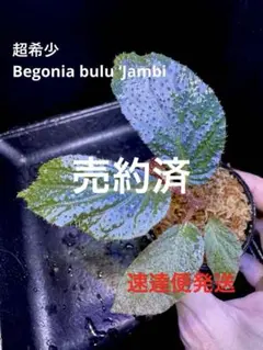 Begonia sp.Bac Kan ベゴニア バッカン❣️原種 青ベゴニア - メルカリ