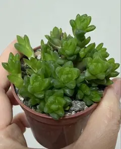 ハオルチア ウンブラティコラ 抜き苗 多肉植物 - メルカリ
