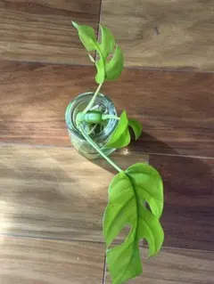 2026年最新】ラフィドフォラ テトラスペルマ斑入りの人気アイテム