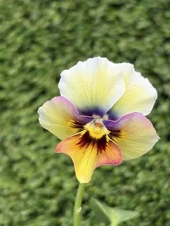 2026年最新】ビオラ神戸べっぴんさんの人気アイテム - メルカリ