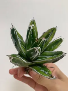 アガベ 笹の雪 斑入り 観葉植物のサムネイル