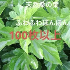 SALE】鬼クルミの幼苗 2本 メルカリ便 - メルカリ