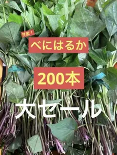 2026年最新】シルクスイート苗の人気アイテム - メルカリ