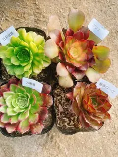 A19 多肉植物 アエオニウム 抜き苗 4種セット