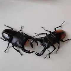 ゆ*こ様 [野外品] 三重県鈴鹿市産 オオクワガタ 標本 3体セット (灯火