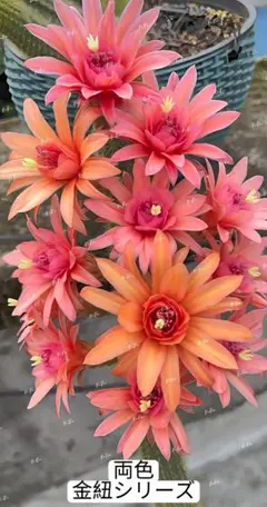 野菊様 リクエスト 3点 まとめ商品