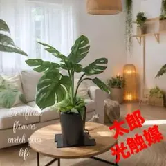 光触媒 人工観葉植物 ウォールグリーン フェイクグリーン oモンステラa