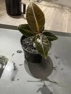 2026年最新】Labisiaの人気アイテム - メルカリ