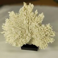 2026年最新】白珊瑚置物の人気アイテム - メルカリ