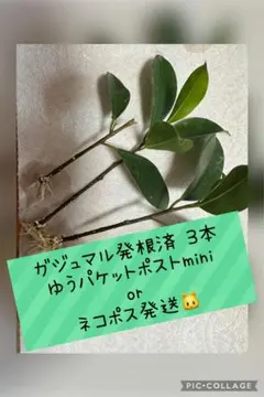 ガジュマル 発根済み 苗 3本