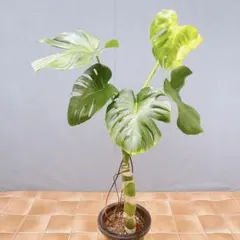 【特級品】モンステラ デリシオーサ 幹立ち 7号鉢 特大極上苗 根上り 幹上がり 特級品】モンステラ デリシオーサ 幹立ち 7号鉢 特大極上苗 根上り 幹
