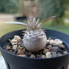 2025年最新】パキポディウム 恵比寿大黒の人気アイテム - メルカリ