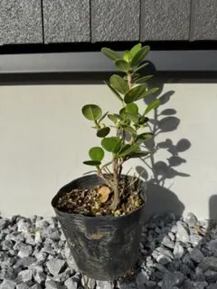 2025年最新】パンダガジュマルの人気アイテム - メルカリ