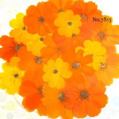 nana様 リクエスト 2点 まとめ商品