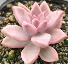 はぎゆう様 リクエスト 3点 まとめ商品