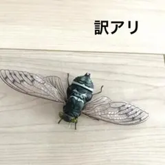 いきもの大図鑑アドバンス　セミ01 ミンミンゼミ　ガチャ　フィギュア　ジャンク