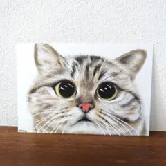 色鉛筆画 猫 原画 ハガキ