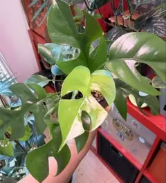 ヒメモンステラ　姫モンステラ　斑入り　観葉植物　育てやすい 初心者向けのサムネイル