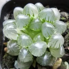 然舎様専用 *. 氷灯錦 *. ハオルシア * ハオルチア * 多肉植物 *