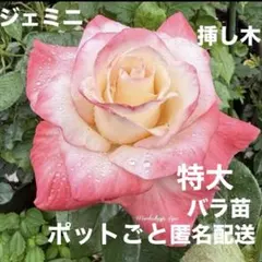 ジェミニ 特大挿し木バラ苗 36cmつぼみ付き 四季咲き ポットごと宅急便