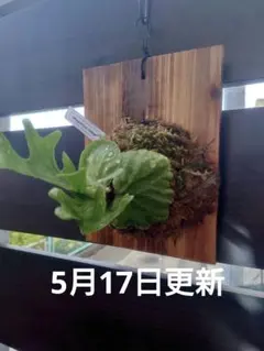 Microsorum sp 'Fireworks’ ミクロソリウム　橙 Microsorum sp 'Fireworks' ミクロソリウム 橙 - メルカリ