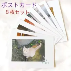 ねこ　ポスト カード　8枚 セット　まとめ売り　写真　美品