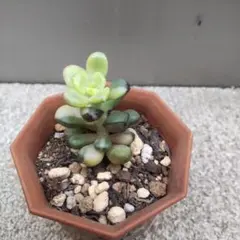 お纏め　ご確認用　アメトルム錦　未発根 お纏め ご確認用 アメトルム錦 未発根 お纏め ご確認用