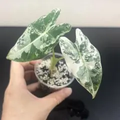アロカシア プセウド サンデリアーナ ピンク斑入り 芋 1つ 大きめ
