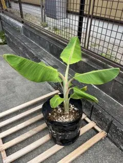 手渡し限定　三重県津市　バナナの苗木 鉢植え 手渡し限定 三重県津市 バナナの苗木 鉢植え 写真3.4up - メルカリ