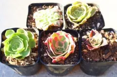 モリリン様 リクエスト 3点 まとめ商品