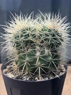 2026年最新】サボテン 金鯱 錦の人気アイテム - メルカリ